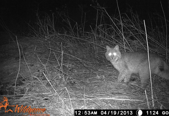 A trail camera photograph of a bobcat exhibiting eye-shine. 