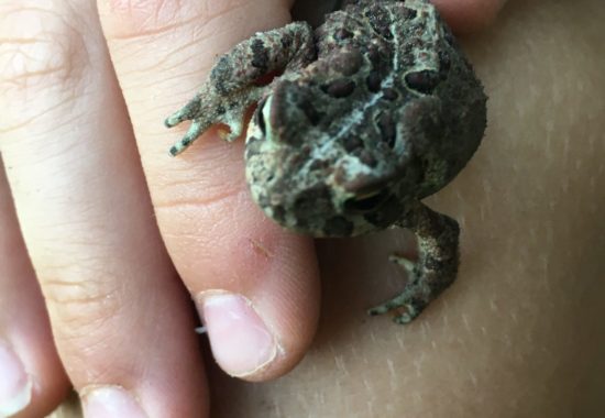 A hand holding a gray tree frog. 