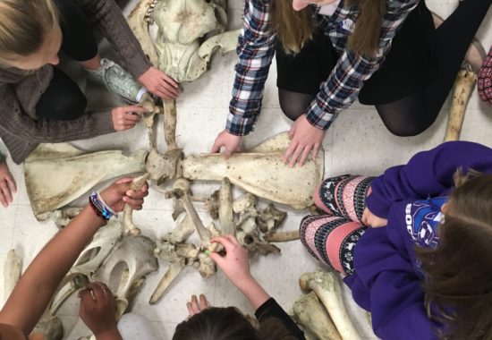 Students explore animal bones