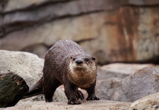 An American river otter standing on rocks looking towards the camera. 