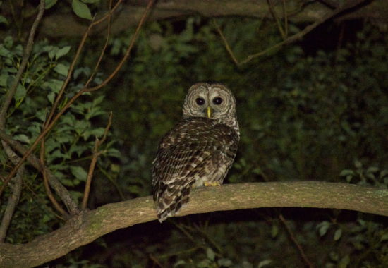 A barred owl sitting on a branch in the nighttime.