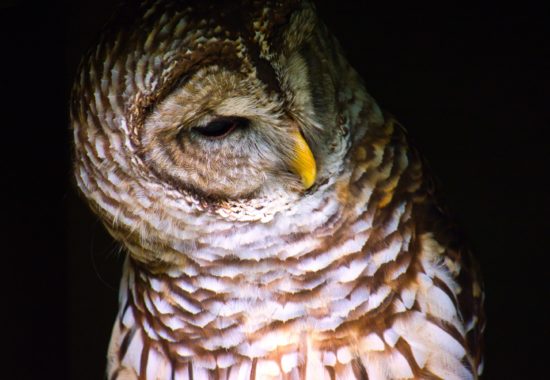 A close up of a barred owl against a black back drop.
