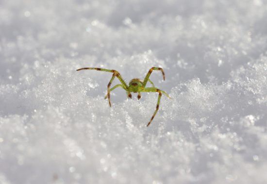 A yellow brown spider crawling on top of snow. 