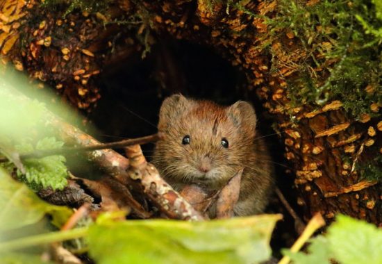 A vole peeks out from its tunnel. 