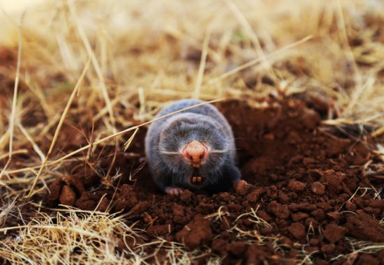 A mole at the entrance to its burrow.  