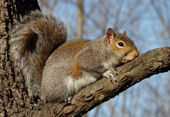 An eastern gray squirrel sitting on the branch of a tree. 