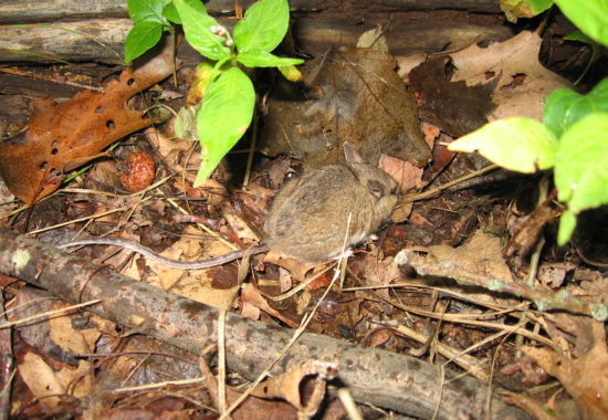 A woodland jumping mouse on the forest floor