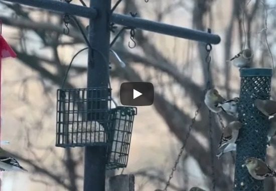 Wild at Home: Feeding Winter Birds