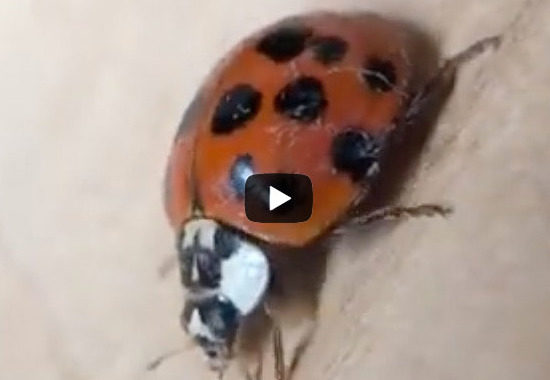 Wild at Home: Lady Bugs