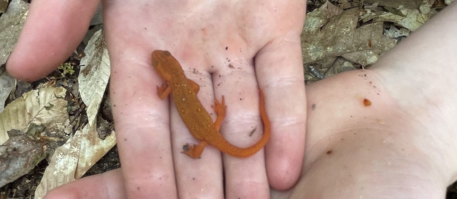 A child's hands hold a red eft.  