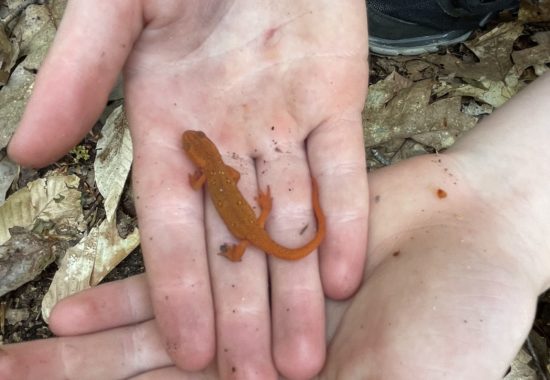 A child's hand holding a red eft salamander. 
