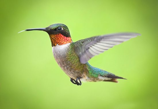 A ruby-throated hummingbird in mid-flight against a green background. 