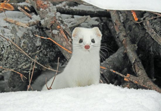 An all white short-tailed weasel stands on a snow near a stonewall.