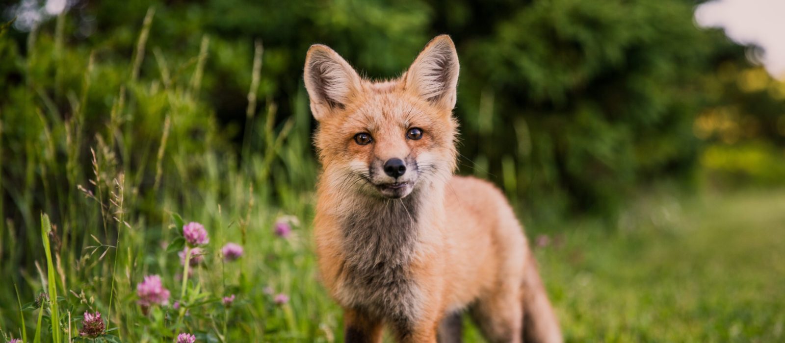 A red fox standing in a grassy meadow. 