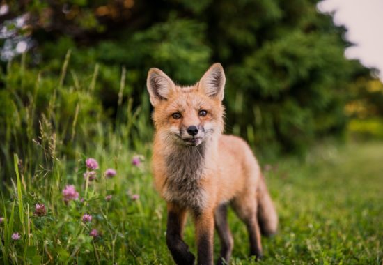 A red fox standing in a meadow.