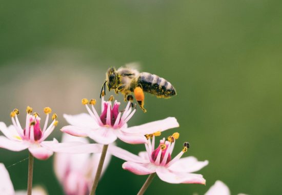 A single honeybee is hovering above pink flowers. 