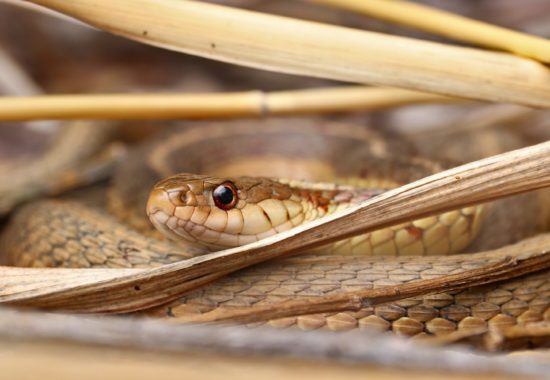A garter snake spotted hiding in reeds. 
