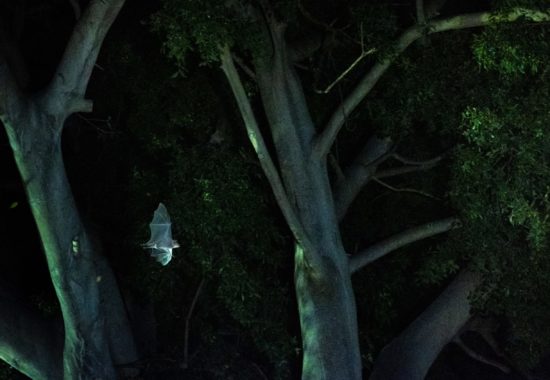 A single bat flies through trees at night. 