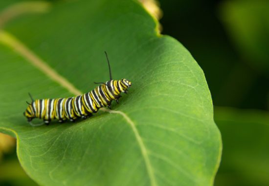 A monarch butterfly caterpillar crawls on a milkweed leaf. 