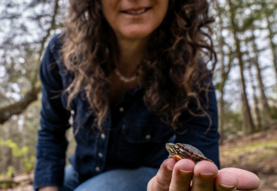 Susie Spikol holding a small painted turtle hatchling in her hand.