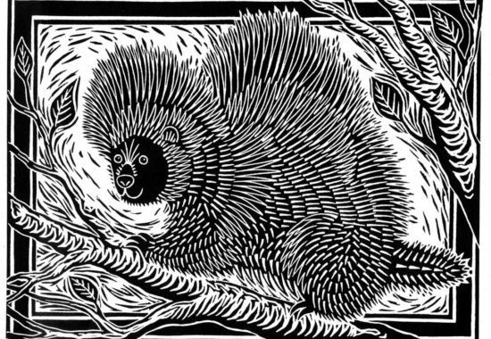 Scratch board drawing of North American porcupine by artist Kim Cunningham