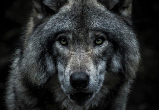 Wolf © Marc-Olivier Jodoin