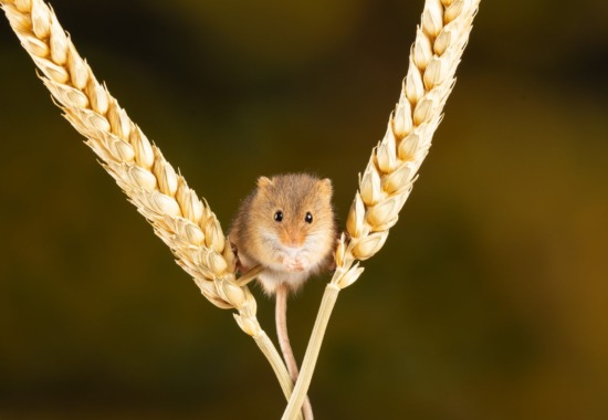 A mouse perched in stalks of grain