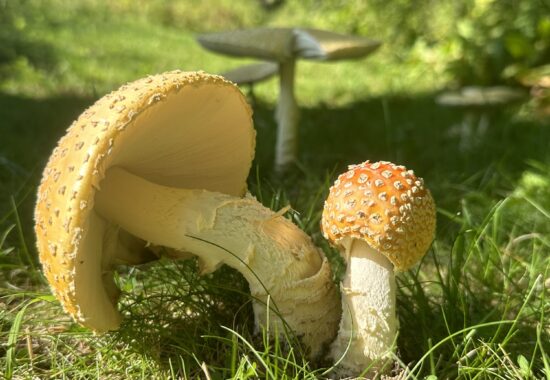 Yellow patches mushroom