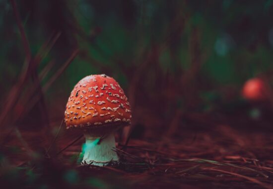 Red mushroom